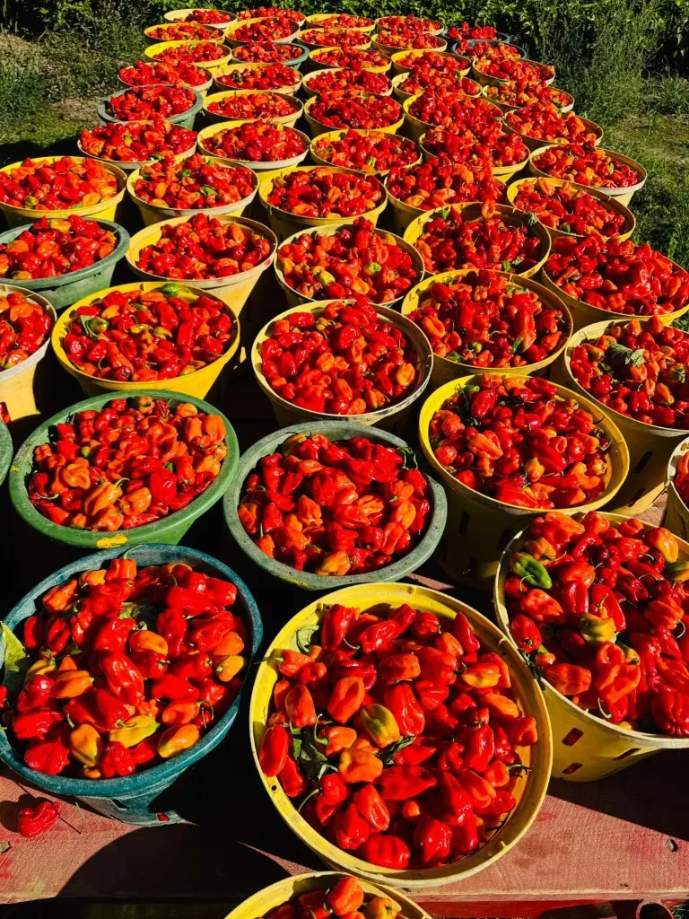 Habanero harvest