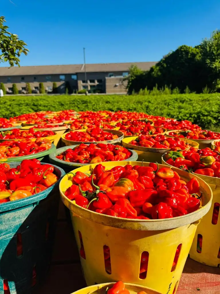 Buckets of red peppers on the farm field